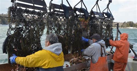 Scallop lottery winners announced .